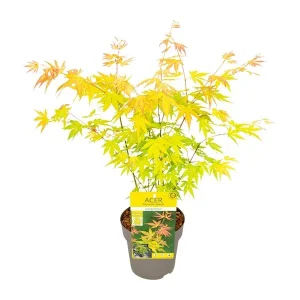 Japanse Esdoorn Orange Dream