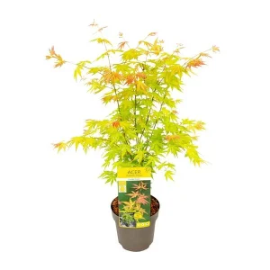 Japanse esdoorn Oranje