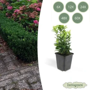 Japanse Kardinaalsmuts 'Green Spire'