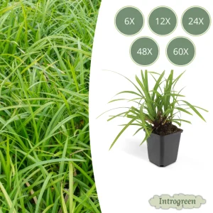 Japanse zegge 'Irish Green'