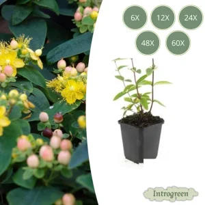 Johanneskruid 'Annebel' / Hertshooi