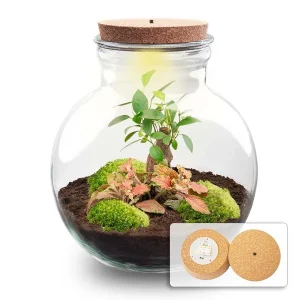 Kado Tip! DIY Planten Terrarium (met verlichting), Teddy Bonsai met led-Kurk, ↑, Zelfvoorzienend Ecosysteem, Complete Set met Planten en Mossen zonder Tools, Onderhoudsarm, Eyecatcher