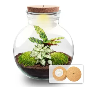 Kado Tip! DIY Planten Terrarium (met verlichting), Teddy met ledKurk, ↑, Zelfvoorzienend Ecosysteem, Complete Set met Planten en Mossen zonder Tools, Onderhoudsarm, Eyecatcher
