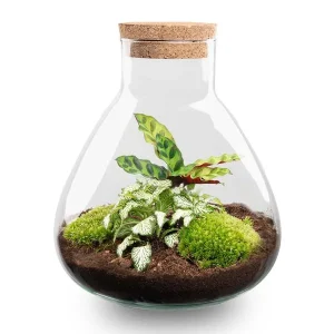 Kado Tip! DIY Planten Terrarium, Sammie Calathea met Kurk, Zelfvoorzienend Ecosysteem, Complete Set met Planten en Mossen zonder Toos, Onderhoudsarm, Eyecatcher
