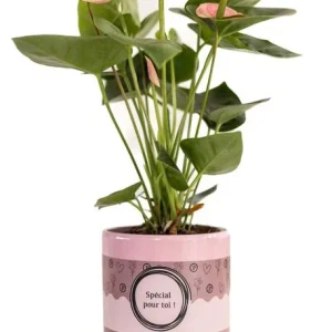 Kado-Tip! Flamingo plant in Special Pour Toi Verpakking, Anthurium Pink (Spirit)