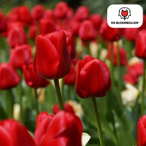 Kado Tip! Tulpen Seadov, Kleur Dieprood, Opvallend Gekartelde Rand, Voor Tuin of Pot, 1 zak a 20 stuks