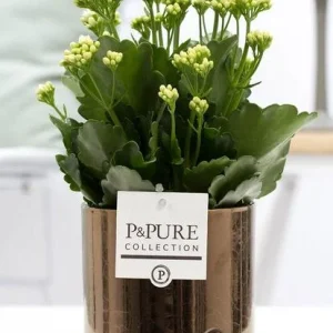 Kalanchoe, Kleur Bloem Wit, GoudBronzen Pot uit de P&PURE, Juliette Ceramics Serie, Hoogte