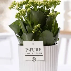 Kalanchoe, Kleur Bloem Wit, Groene Pot uit de P&PURE, Ivy Ceramics Serie, Hoogte