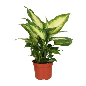 Kamerplant, Bond Blad ( Groen, Creme), Dieffenbachia Camilla