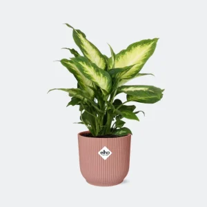 Kamerplant, Bond Blad ( Groen, Creme), Dieffenbachia Camilla