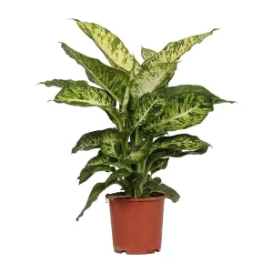 Kamerplant, Bont Blad (Groen, Creme), Dieffenbachia Mars