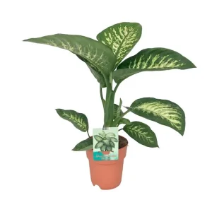 Kamerplant, Bont Blad (Groen, Creme), Dieffenbachia Seguine Tropic Snow