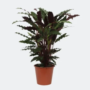 Kamerplant Calathea Wavestar, ookwel Pauwenplant