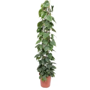 Kamerplant op gaasrek met hartvormige bladeren, klimplant Philodendron Scandens