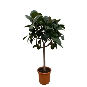 Kamerplant op stam Ficus Elastica Robusta, potmaat, Donkergroene rubberplant