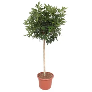Kamerplant op stam Schefflera Arboricola Compacta