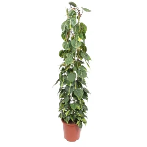 Kamerplant Philodendron Scandens Brasil op gaasrek
