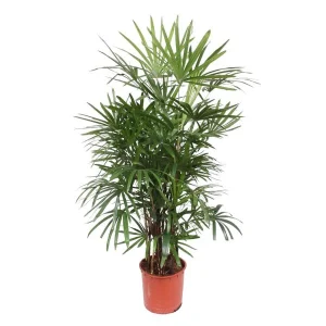 Kamerplant schaduw Rhapis Excelsa | Bamboe Palm | Stokpalm