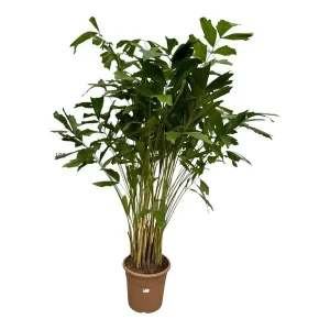 Kamerplant Zachte vinnetjespalm (Caryota Mitis)