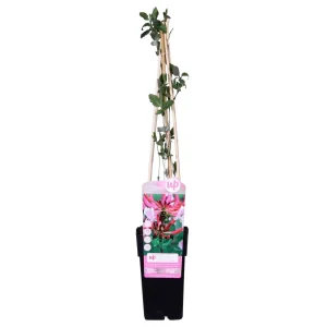 Kamperfoelie Roze-Paars