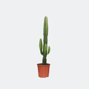 Kandelaarcactus, Wolfsmelkplant
