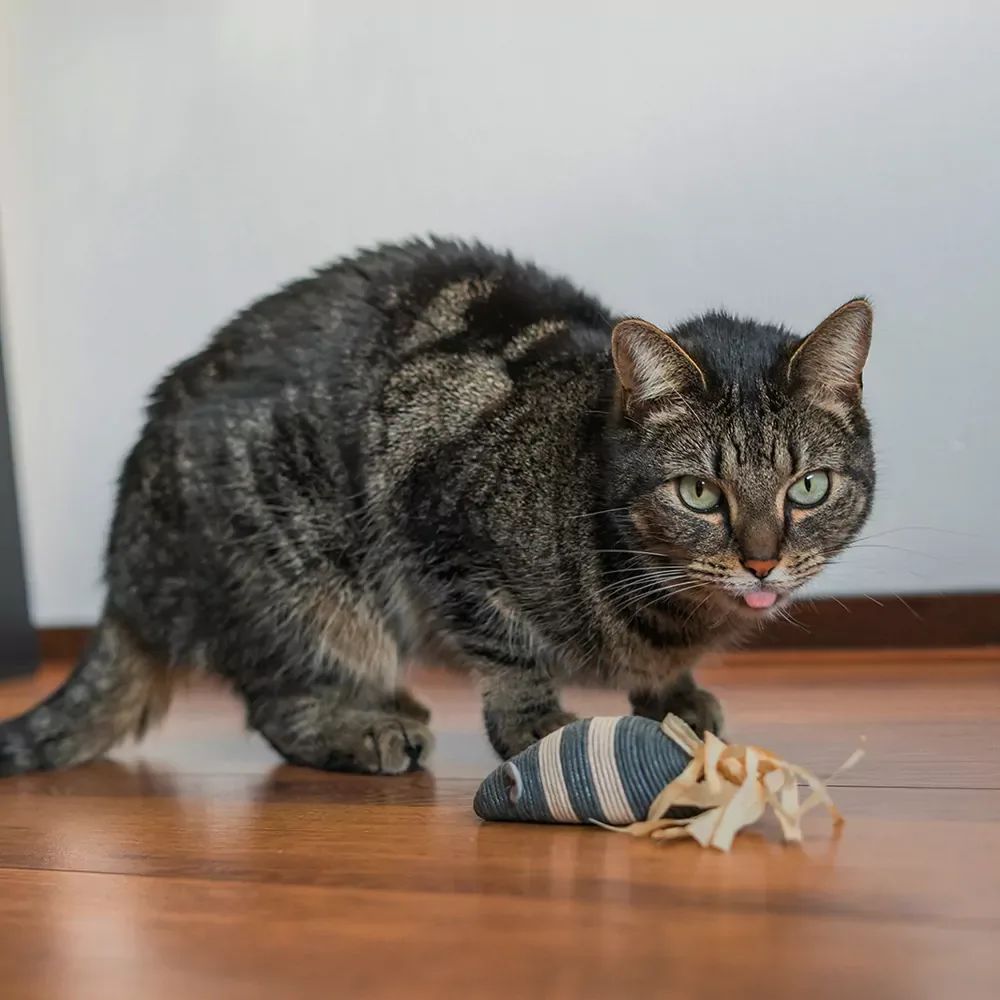 Kattenspeeltje – Muis Katoentouw - Image 2