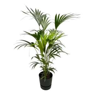 Kentia Palm binnen – Howea forsteriana – 160cm – kies sierpot of zonder pot