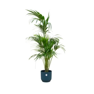 Kentia Palm binnen – Howea forsteriana – 180 cm keuze tussen pot