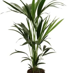Kentia Palm, Howea forsteriana 5 Pit