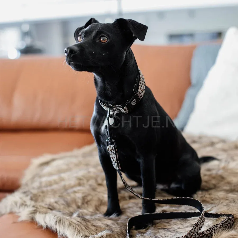 Kentucky - Hondenhalsband Leopard Grijs - Image 2