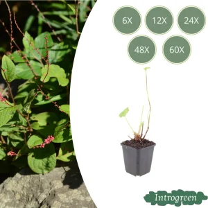 Kleine duizendknoop ‘Speciosa’