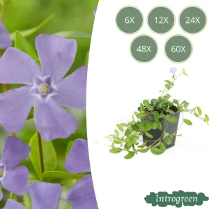 Kleine Maagdenpalm Blauw-Violet