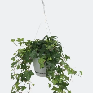 Klimop Hang in Hangpot Wit / Basic