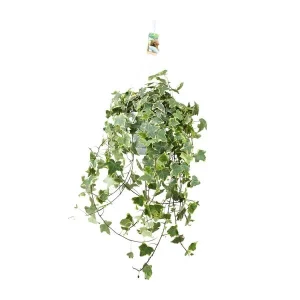 Klimop hangplant