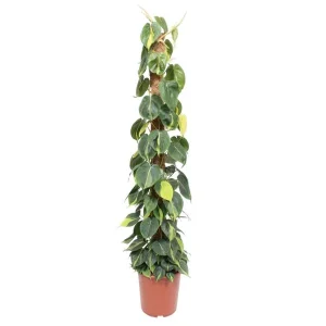Klimplant Philodendron Scandens Brasil op mosstok