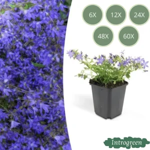 Klokjesbloem Blauw