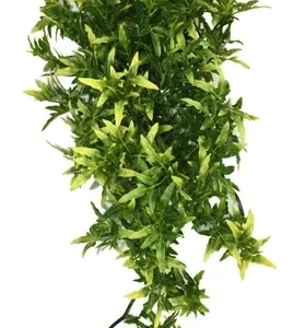 Komodo Croton Plant 40 cm