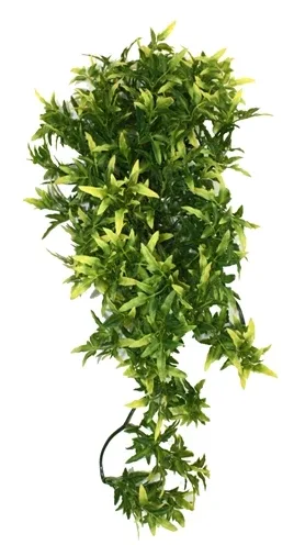Komodo Croton Plant 40 cm