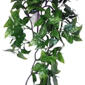 Komodo Philodendron Plant 30 cm