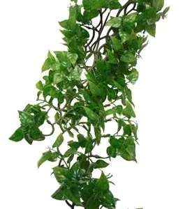Komodo Philodendron Plant 60 cm