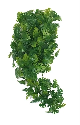 Komodo Plant Split Philodendron 30 cm