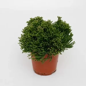 Koraalcactus