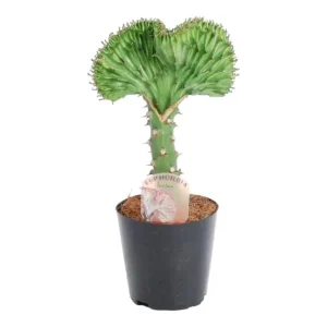 Koraalcactus Groen