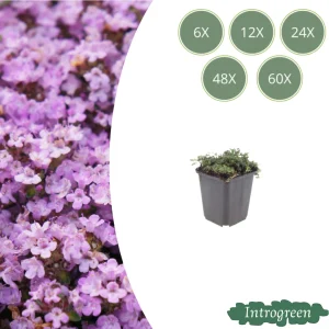 Kruiptijm Purple Beauty