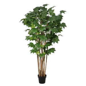Kunst esdoorn kamerplant
