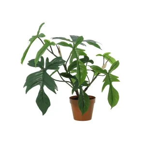 Kunst Philodendron Florida