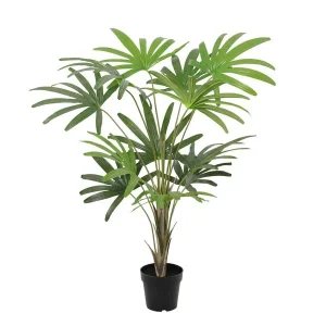 Kunst Rhapis Excelsa