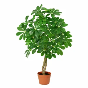 Kunst Schefflera Arboricola