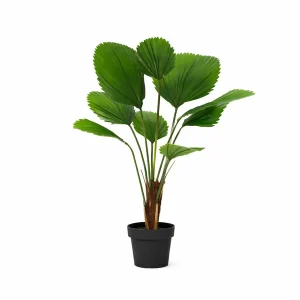 Kunstplant Licuala Grandis