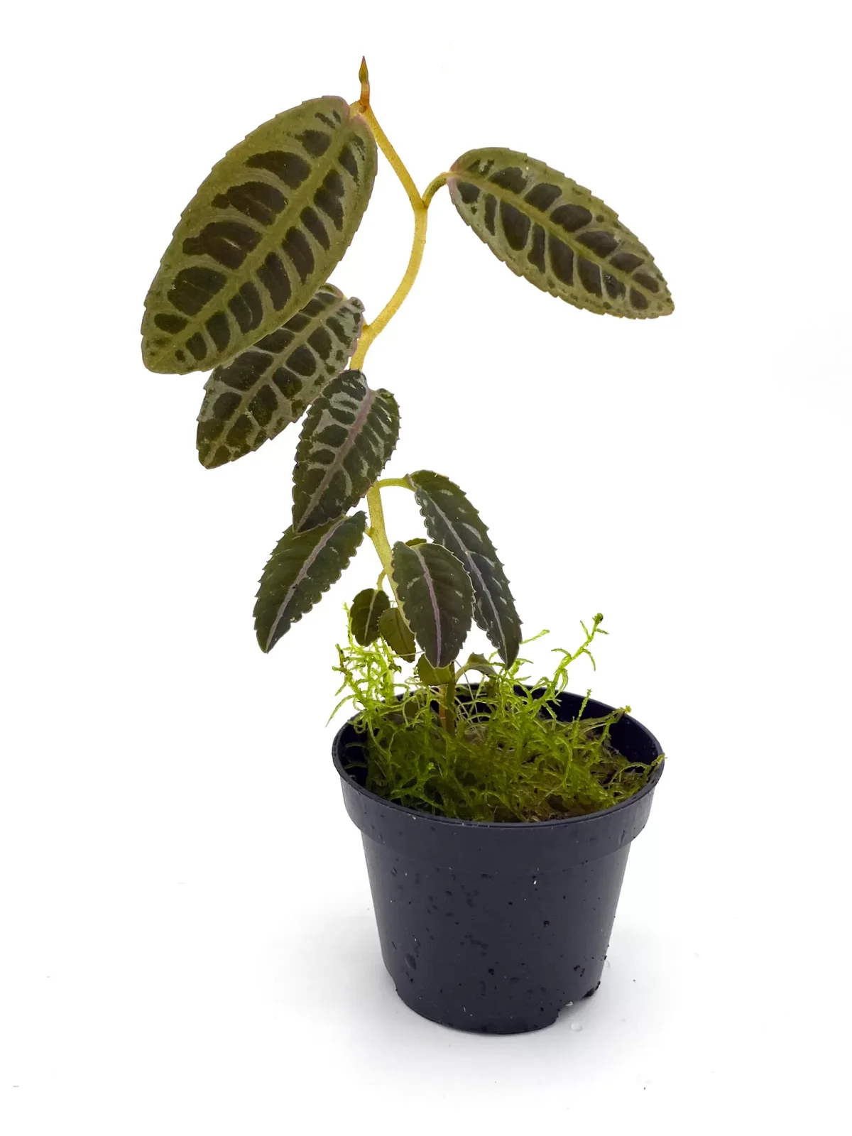 Labisia sp.
